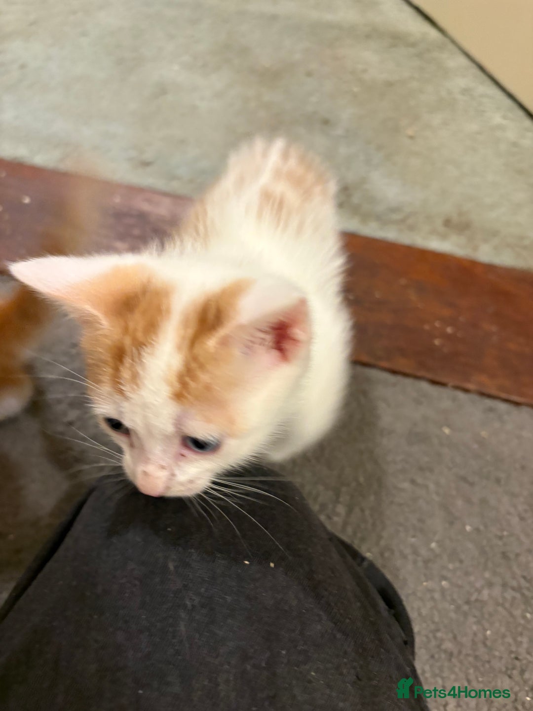 Domestic Shorthair cats for sale: Domestic Shorthairs - 6 Left - Advert 17