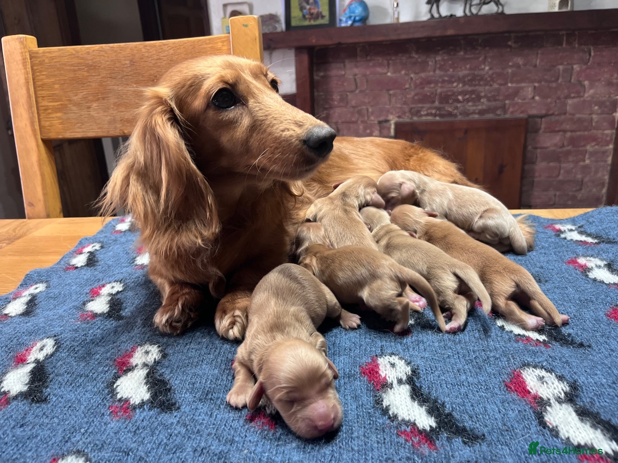 Miniature Dachshund dogs Outstanding KC  Long hair miniature dachshund  - Advert 2