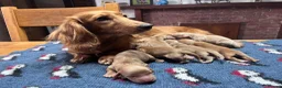 Miniature Dachshund dogs for sale: Outstanding KC  Long hair miniature dachshund  - Advert 1