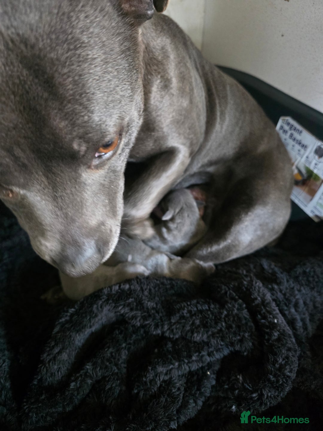 Staffordshire Bull Terrier dogs for sale: Beautiful Blue Staffs KC Registered - Image 21