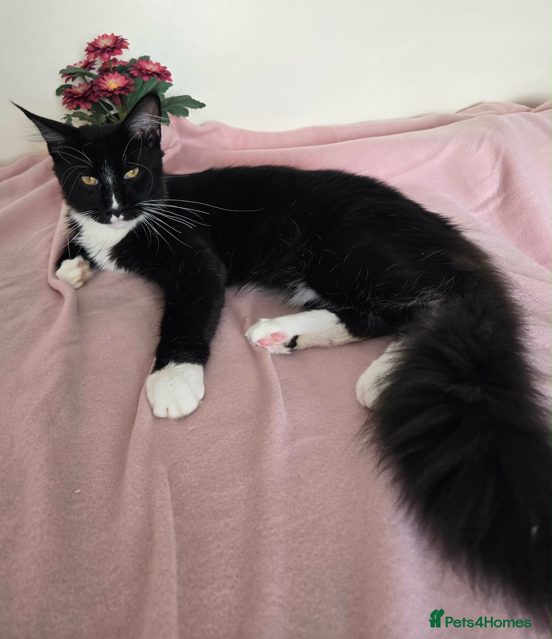 Maine Coon cats Fantastic TICA registered Maine Coon boy. - Advert 2