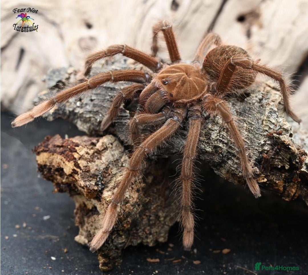 Tarantulas invertebrates for sale: 4 x Goliath Birdeaters For Sale  - Image 3
