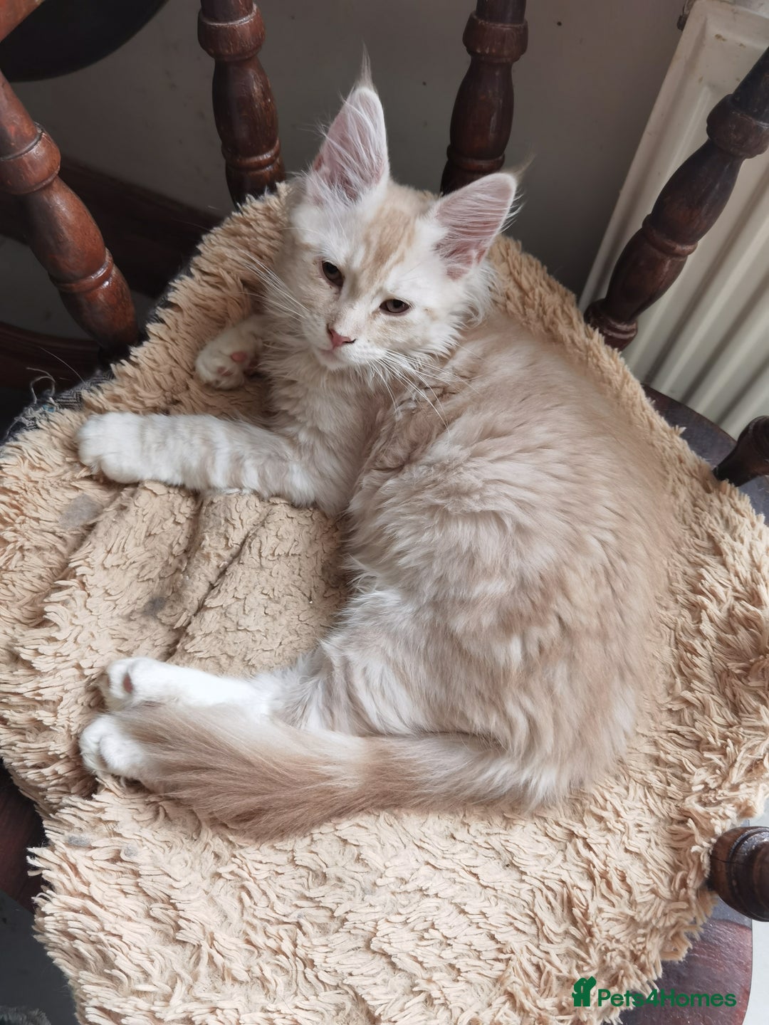 Maine Coon cats for sale: Three beautiful Maine Coon kittens - Advert 16