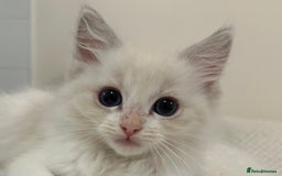 Ragdoll cats for sale: Male Lilac Bicolour Ragdoll Kitten - Image 3