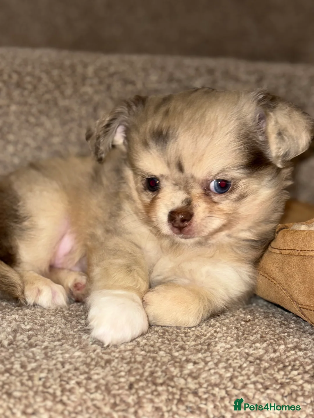 Chihuahua dogs for sale: Merle chihuahua boy  - Advert 4