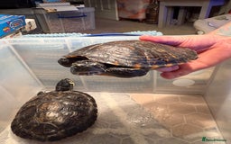 Terrapin reptiles for sale: Turtles - Image 6