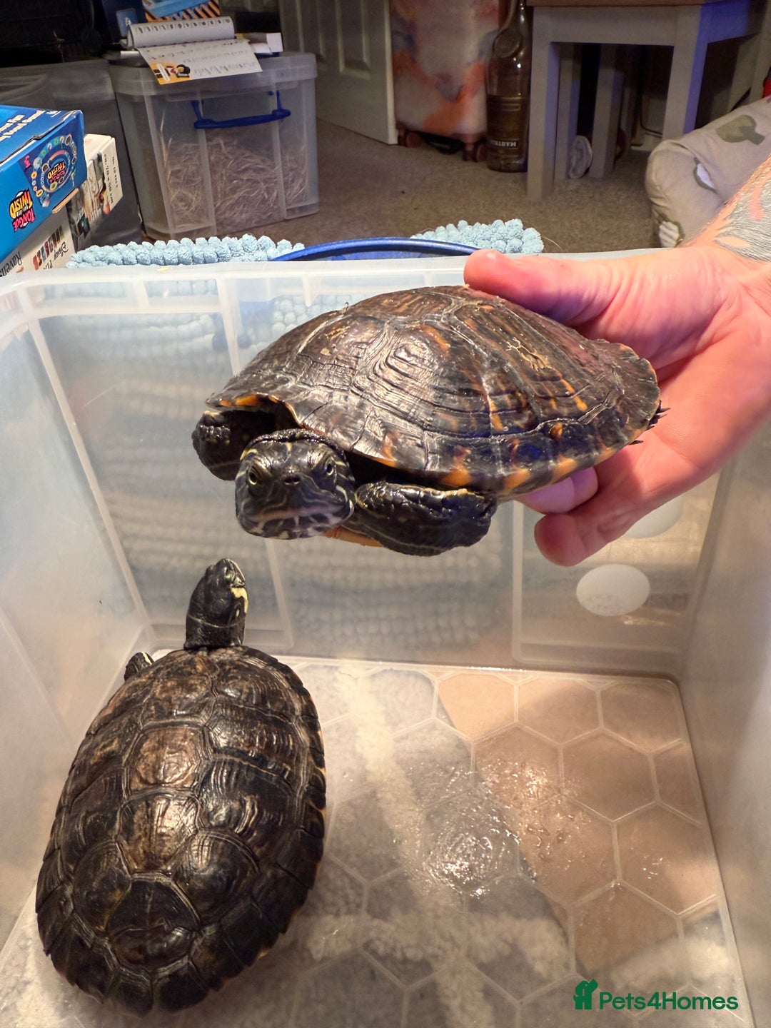 Terrapin reptiles for sale: Turtles - Image 6