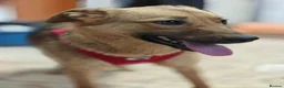 Mixed Breed dogs for adoption: ❤️🐶 MALTA – EASY TO LOVE, EASY TO LIVE WITH in Burton-on-Trent - Advert 9