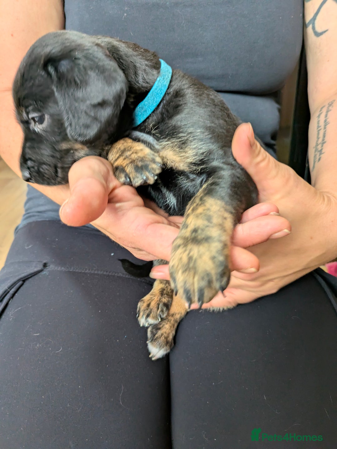 Mixed Breed dogs for sale: Jack, Springer X staffy, lurcher puppies - Image 12
