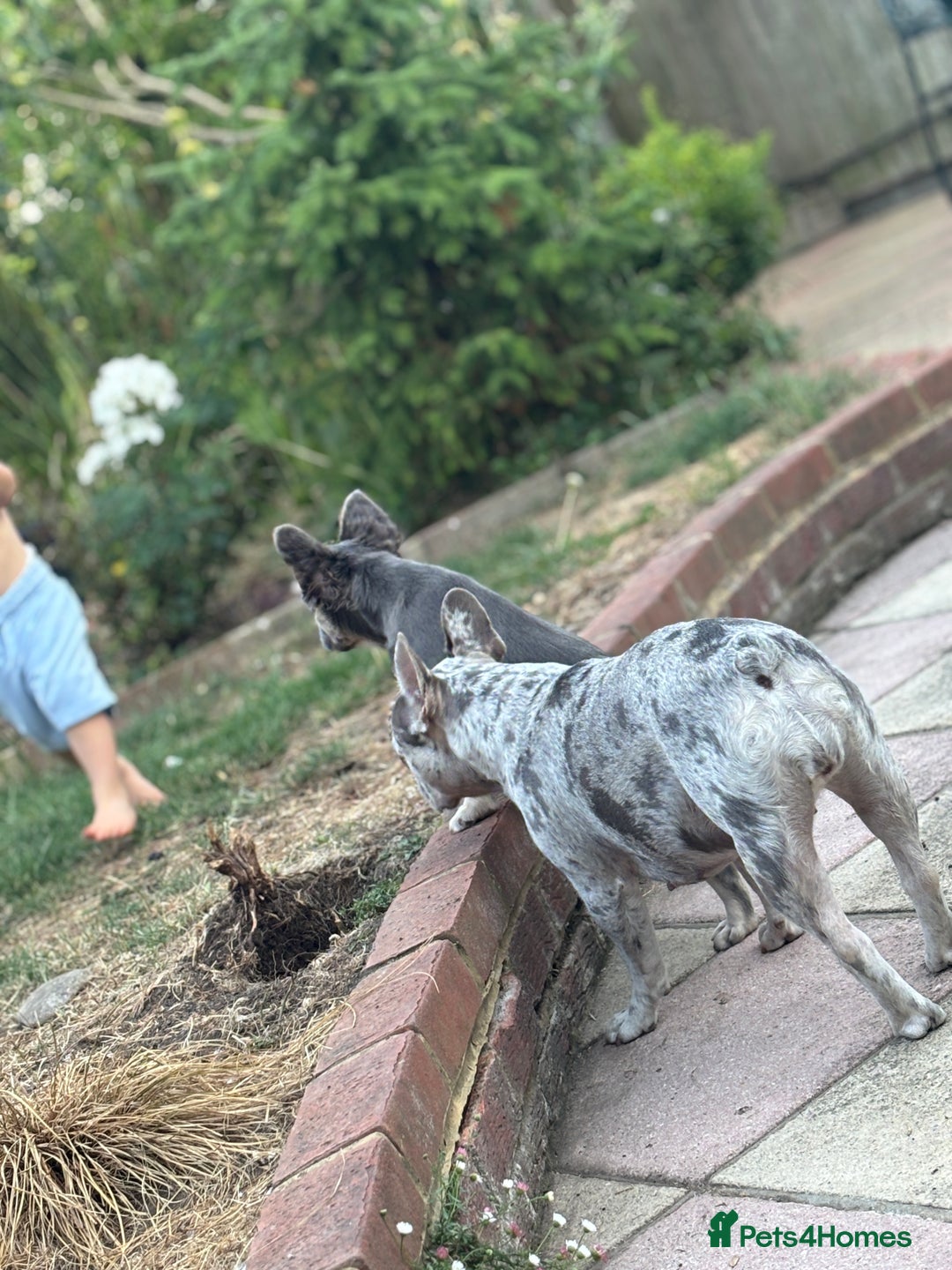French Bulldog dogs for sale: BABY the blue and tan fluffy frenchie - Image 2