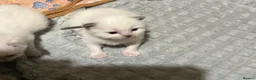 Ragdoll cats for sale: Beautiful fluffy chunky Ragdoll kittens - Advert 6