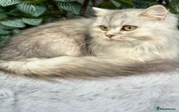 British Shorthair cats for sale: Champion Bloodlines BSH kittens  - Image 30
