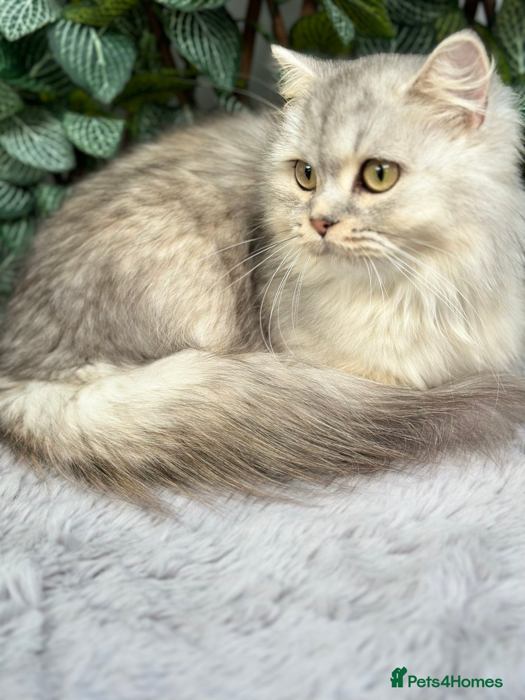 British Shorthair cats for sale: Champion Bloodlines BSH kittens  - Image 30