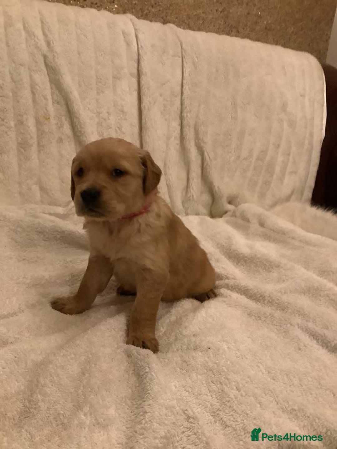 Golden Retriever dogs for sale: KC registered dark red golden retrievers - Advert 3