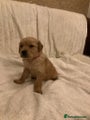 Golden Retriever Puppy 1