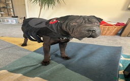 Mixed Breed dogs for sale: 2 year old Sharweiler (Sharpei x Rottweiler) - Image 9