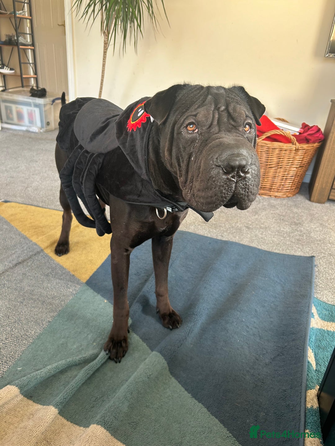 Mixed Breed dogs for sale: 2 year old Sharweiler (Sharpei x Rottweiler) - Image 9