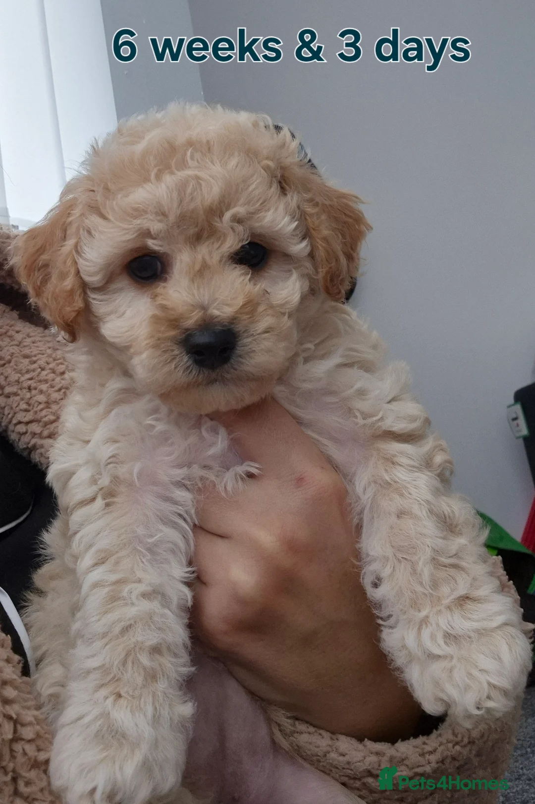 Cavapoochon dogs for sale: Only 1 little girl available now - Advert 1