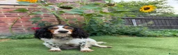 Sprocker dogs for sale: 🩵6 sprocker puppies 💜 - Advert 12