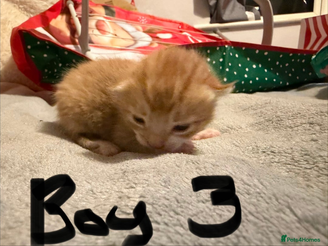 Mixed Breed cats for sale: Ginger & white kittens for loving new homes!  - Advert 4