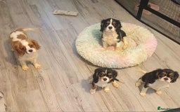 Cavalier King Charles Spaniel dogs for sale: Beautiful quality kc registered cavalier puppies  - Image 24