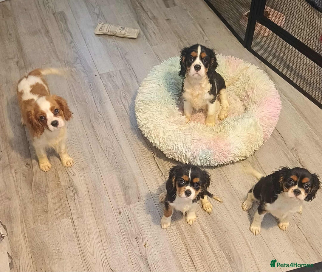 Cavalier King Charles Spaniel dogs for sale: Beautiful quality kc registered cavalier puppies  - Image 24