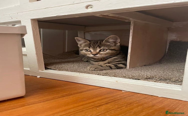 Brazilian Shorthair cats - Advert 8