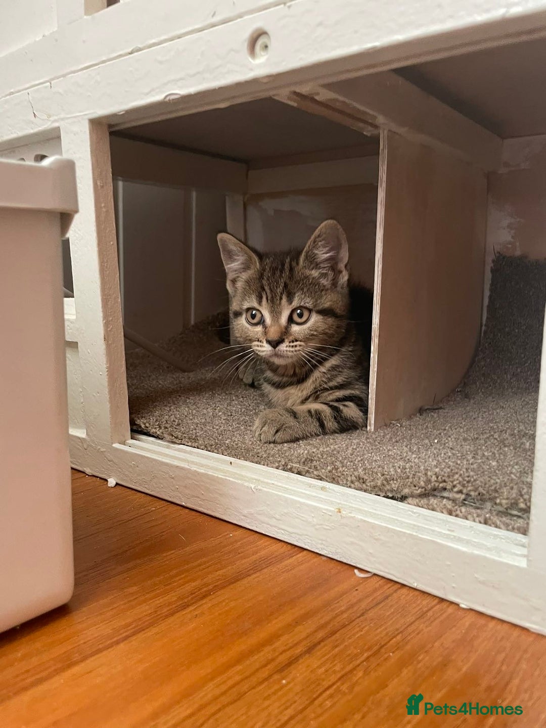 Brazilian Shorthair cats for sale: 3 British short hair x bengal kittens - Image 1