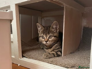 Brazilian Shorthair cats - Advert 3