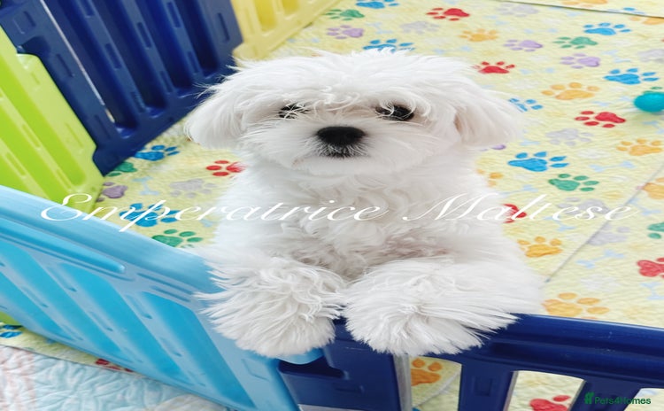 Maltese dogs - Advert 2