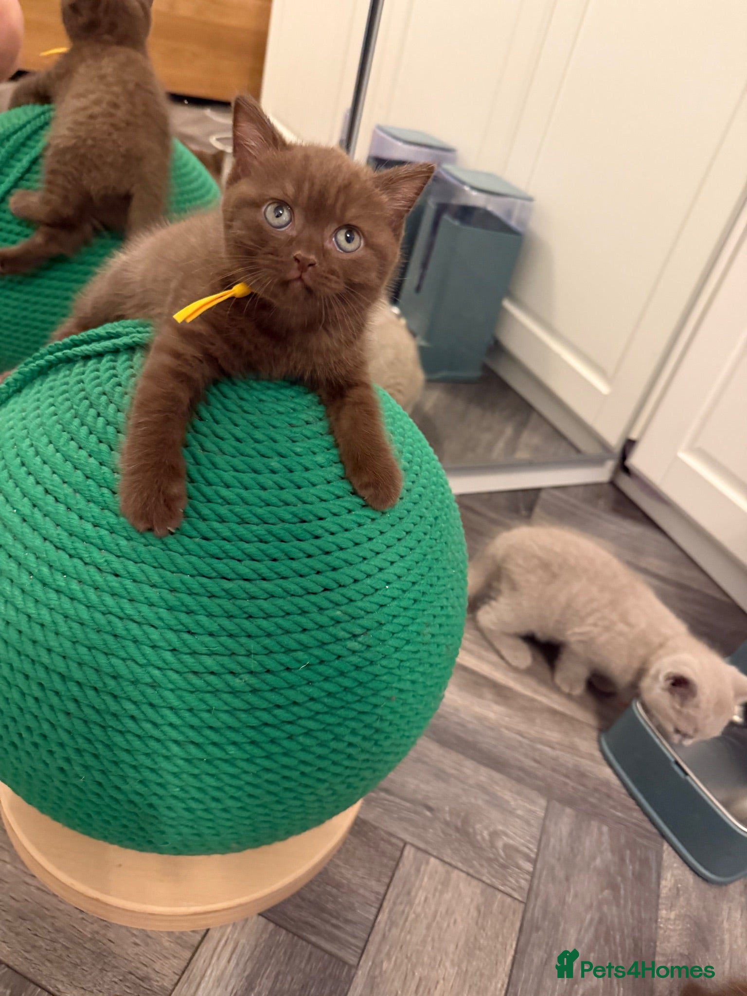British Shorthair cats Tica registered BSH kittens - Advert 2