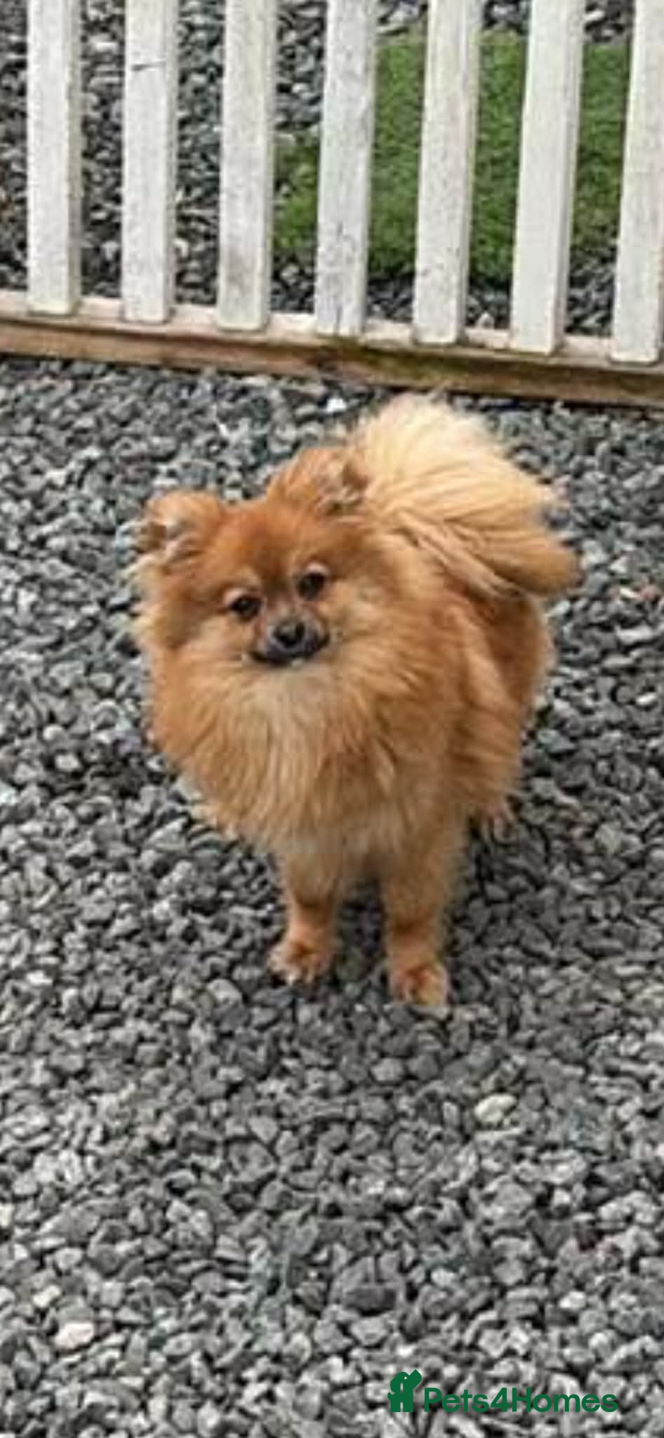 Pomeranian dogs Willow  in Romford - Advert 2