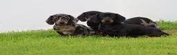 Dachshund dogs for sale: Miniature Dachshund puppies for sale - Advert 12