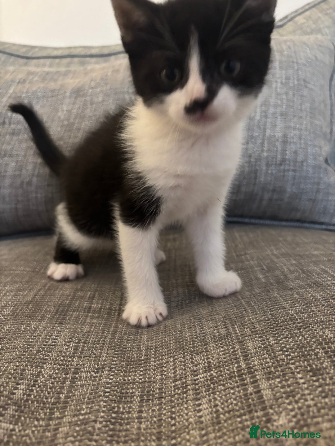 Mixed Breed cats for sale: 2 boy kittens left reduced price  - Image 2