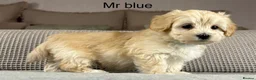 Maltipoo dogs for sale: A BEAUTIFUL ARRAY OF COLOURS AND LOVELINESS  - Advert 33