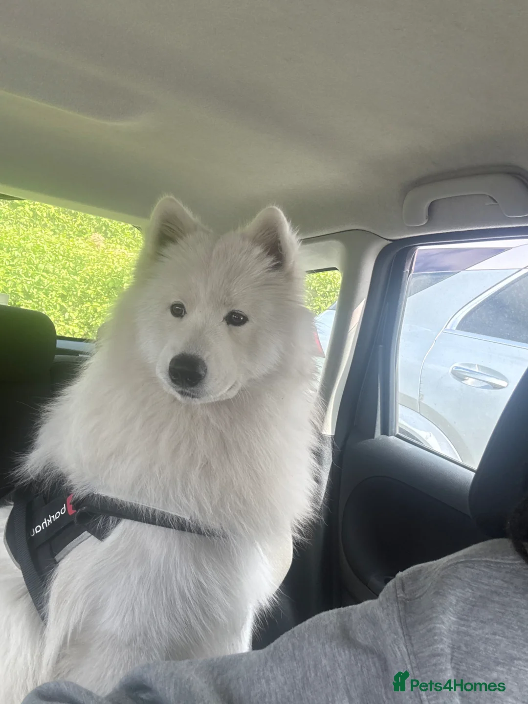 Samoyed dogs for sale: URGENT Male Samoyed 11 months old - Advert 2