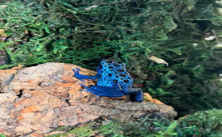 Frog reptiles in Banbury - Advert 3