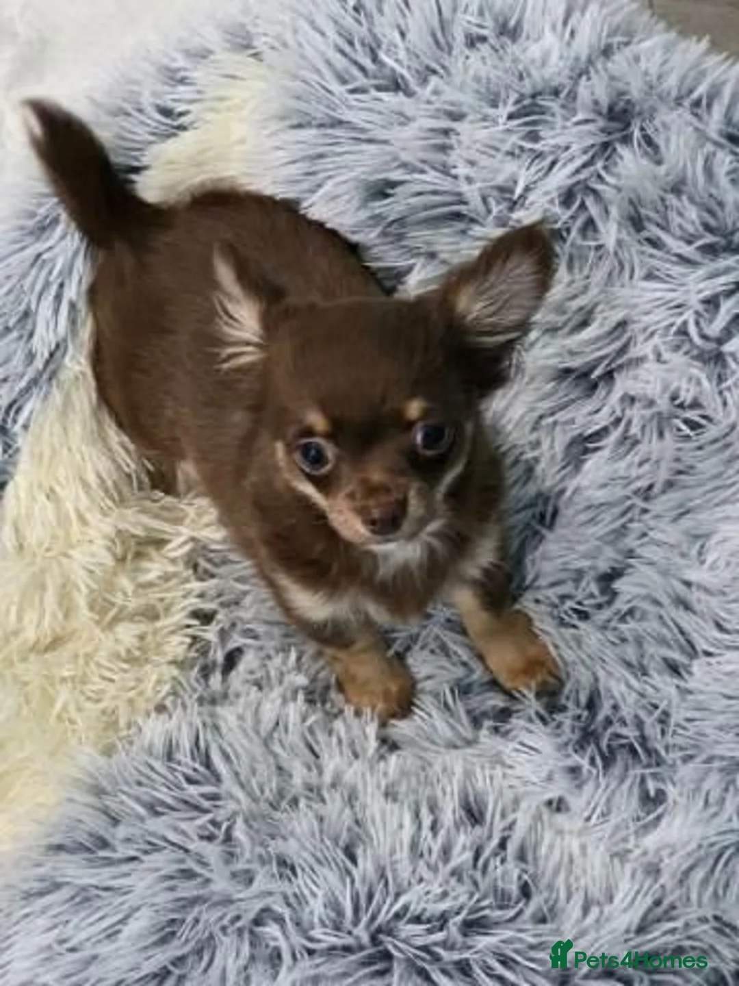 Chihuahua dogs for sale: Beautiful Long-Coated Chihuahua Puppies in Coventry - Advert 2