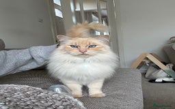 Ragdoll cats for sale: Vince the ragdoll.  - Image 1