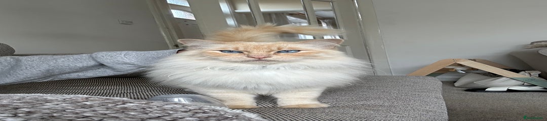 Ragdoll Kitten 1