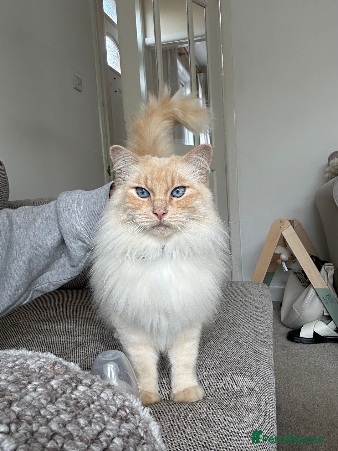 Ragdoll cats for sale: Vince the ragdoll.  - Image 1