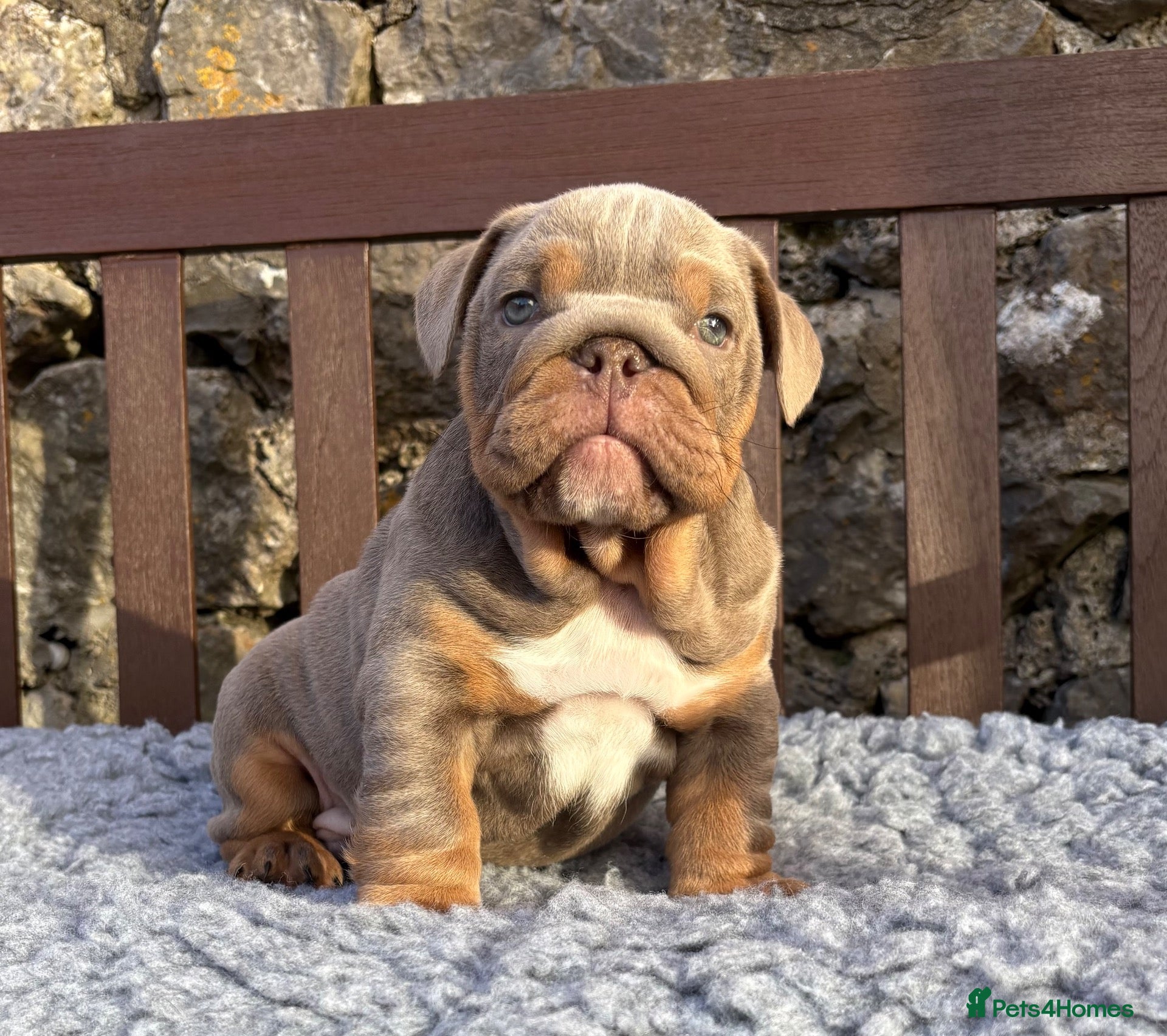 English Bulldog dogs Ready today! English bulldog puppies - Advert 3