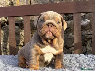 English Bulldog dogs Ready today! English bulldog puppies - Advert 3