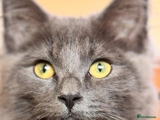 Maine Coon cats Mainecoon - Advert 5