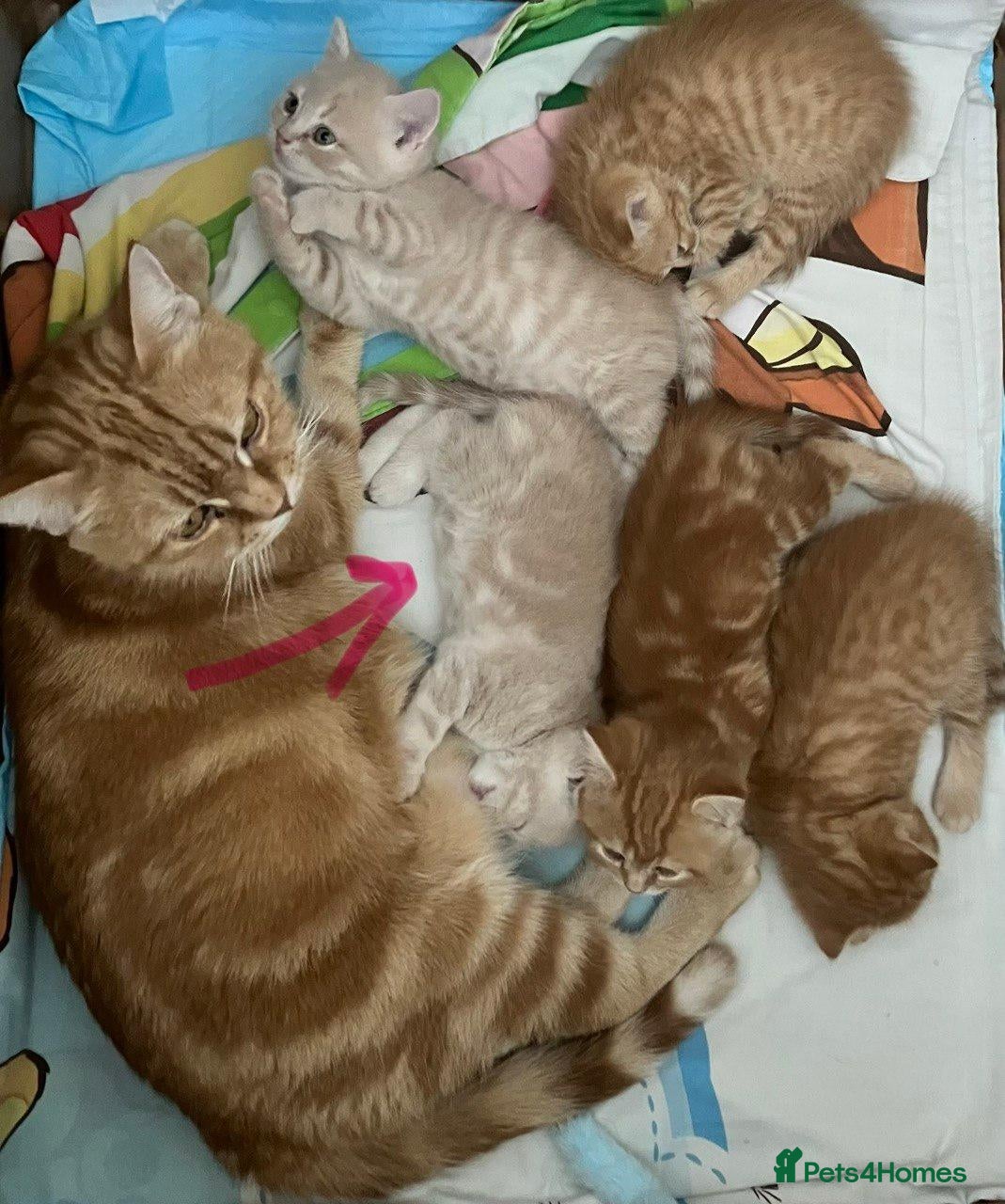 British Shorthair cats Pure breed British Shorthair Female - Advert 7