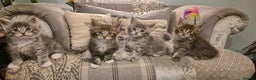 Maine Coon cats for sale: GCCF registered Pedigree Maine Coon Kittens - Advert 23