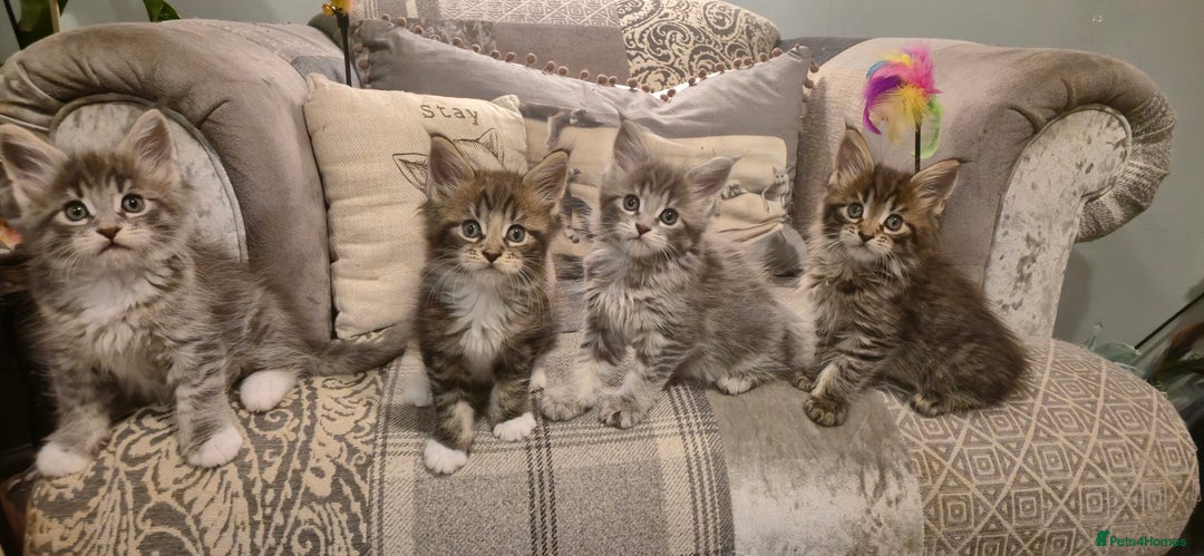 Maine Coon cats for sale: GCCF registered Pedigree Maine Coon Kittens - Advert 23