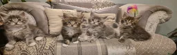 Maine Coon cats for sale: GCCF registered Pedigree Maine Coon Kittens - Advert 23