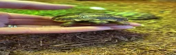 Tortoise reptiles for sale: Mediterranean Spurthigh Tortoise Hatchlings - Advert 3