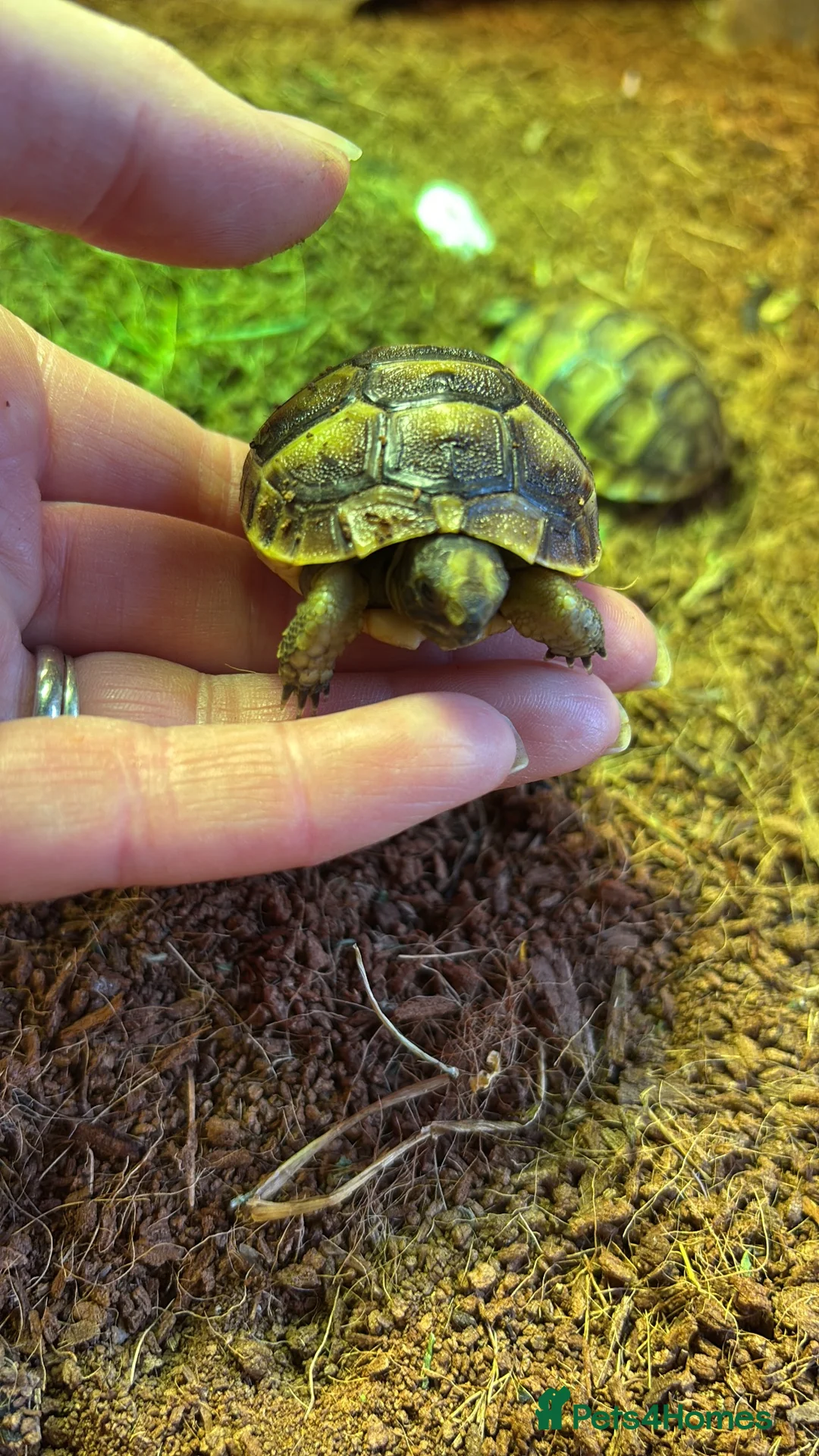Tortoise reptiles for sale: Mediterranean Spurthigh Tortoise Hatchlings - Advert 3
